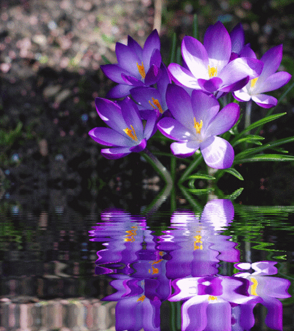 цветы, вода