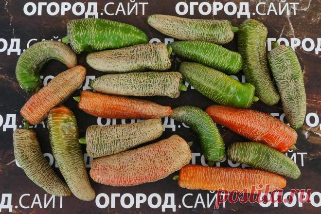 Перец острый Халапеньо фермерс маркет, семена | ОГОРОД.сайт