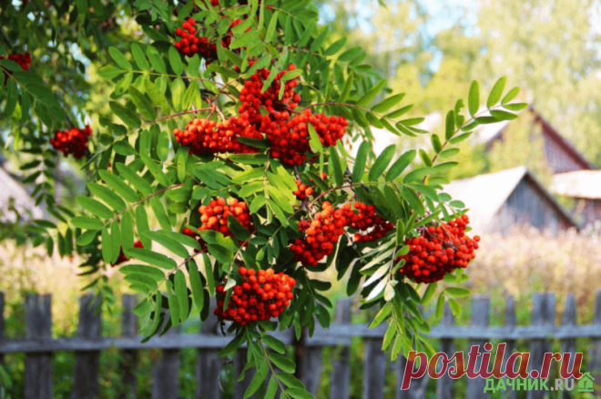 Дерево рябина обыкновенная: виды и сорта, размножение и уход | 6 соток