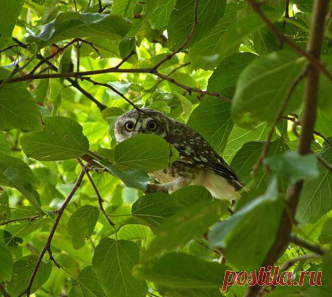 Roy Mangersnes - Photos of The Owl Pages