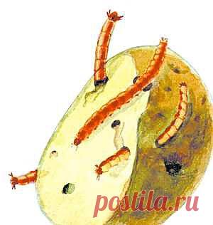 КАК ПОБОРОТЬ ВРЕДИТЕЛЕЙ БЕЗ ХИМИИ..