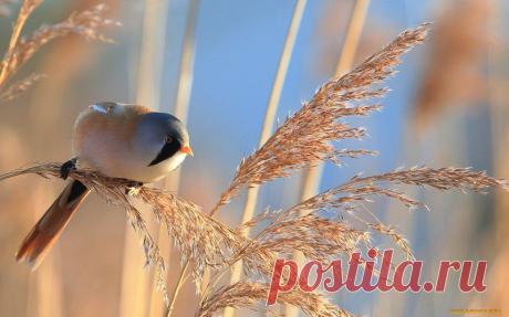 Живая природа