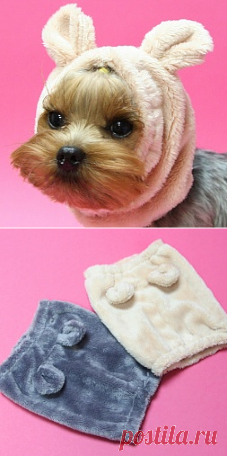 Аксессуары для собак / Головные уборы для собак