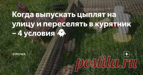 Когда выпускать цыплят на улицу и переселять в курятник – 4 условия 🐥 Добрый день, опытные и начинающие птицеводы. На улице все теплее, а птенцы становятся старше. Новички задаются вопросом, когда выпускать цыплят на улицу и переселять в курятник на постоянно? Выросла зеленая травка, солнце греет по-летнему. В конце концов, подрастающим цыплятам пора переезжать во двор, в курятник. Но когда это лучше сделать? Если на улице больше 22ºС и солнечно с очень небольшим ветром –...