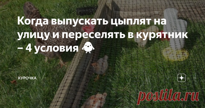 Когда выпускать цыплят на улицу и переселять в курятник – 4 условия 🐥 Добрый день, опытные и начинающие птицеводы. На улице все теплее, а птенцы становятся старше. Новички задаются вопросом, когда выпускать цыплят на улицу и переселять в курятник на постоянно? Выросла зеленая травка, солнце греет по-летнему. В конце концов, подрастающим цыплятам пора переезжать во двор, в курятник. Но когда это лучше сделать? Если на улице больше 22ºС и солнечно с очень небольшим ветром –...