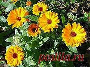 Календула и золотой ус против катаракты | Друг пенсионера
Что такое катаракта, несколько лет назад мне пришлось узнать на соб­ственном опыте. Я работаю в худо­жественной мастерской, делаю вещи из бисера. И вот, представьте, зре­ние у меня вдруг резко начало па­дать.