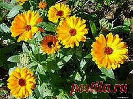 Календула и золотой ус против катаракты | Друг пенсионера
Что такое катаракта, несколько лет назад мне пришлось узнать на соб­ственном опыте. Я работаю в худо­жественной мастерской, делаю вещи из бисера. И вот, представьте, зре­ние у меня вдруг резко начало па­дать.