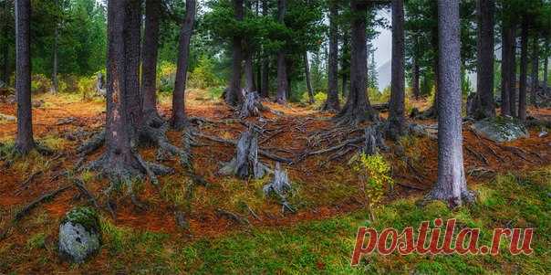 В кедровом лесу, Алтай. Автор фото – Альберт Беляев: nat-geo.ru/photo/user/41393/