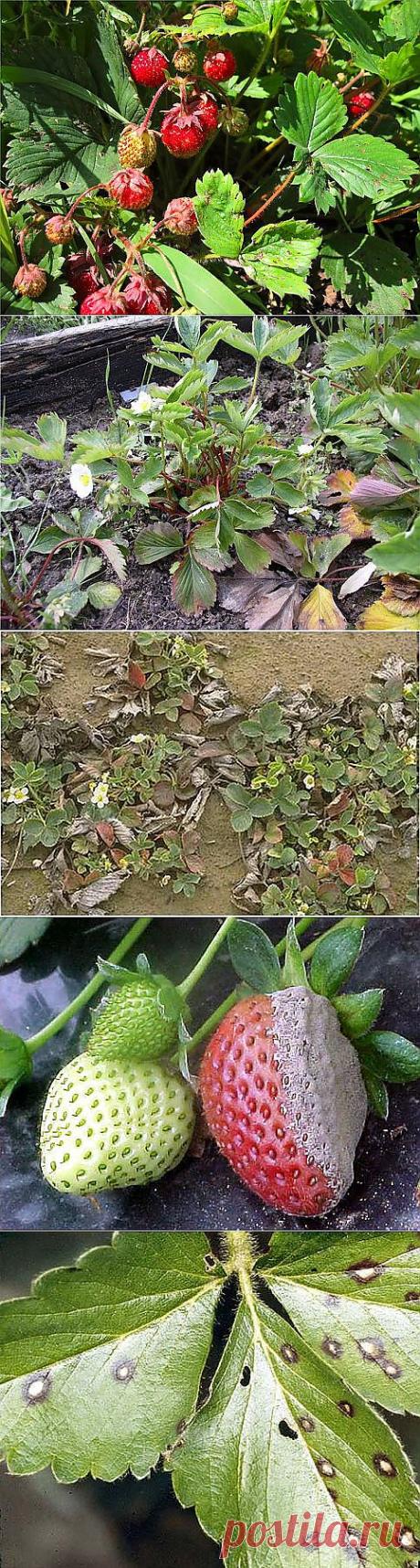 Болезни и вредители земляники и борьба с ними. | Цветы и сад