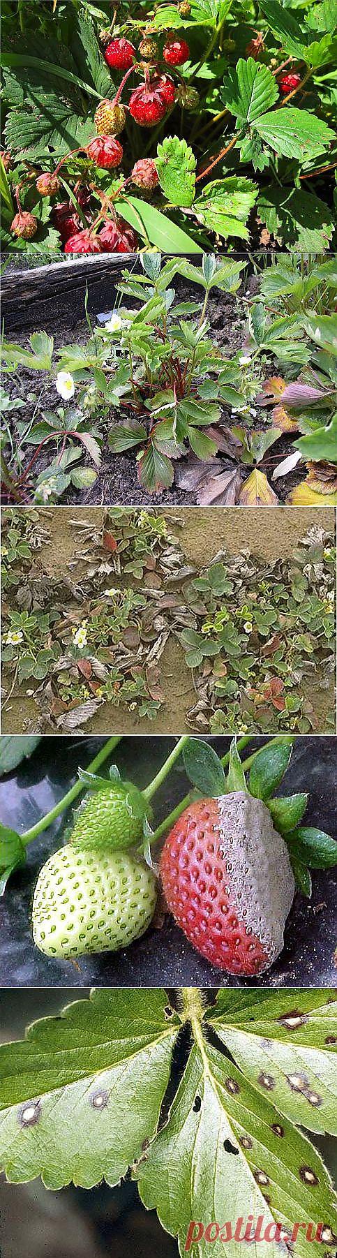 Болезни и вредители земляники и борьба с ними. | Цветы и сад