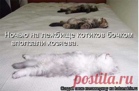 Примостились. | KotoMail.ru