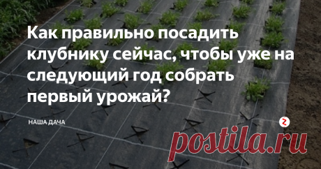 Как правильно посадить клубнику сейчас, чтобы уже на следующий год собрать первый урожай?   Если вы хотите добавить в вашу коллекцию новые сорта этой садовой красавицы, либо обновить ваши кустики, то сейчас наиболее оптимальный для этого важного дела период. Кусты можно рассадить, пересадить на новое место, а старые и вовсе выкорчевать. За время, оставшееся до холодов, молодежь успеет адаптироваться и пустить корни, по весне вам останется лишь подкормить ягодки и дождаться урожая. Прист