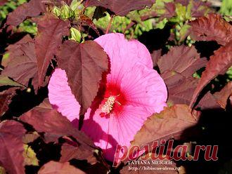 КОРНИ ТРАВЯНИСТЫХ ГИБИСКУСОВ НА ОСЕНЬ 2017 года - №18-17