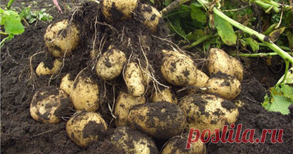 Как вырастить сверхурожай картофеля с помощью Голландской технологии Загрузка... Благодаря этому методу можно получить урожай картофеля в два раза больше, чем при обычной посадке. Так в чем же суть голландской технологии и можно ли ее применять на дачном …