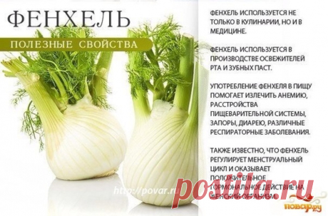 Фенхель