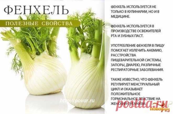 Фенхель