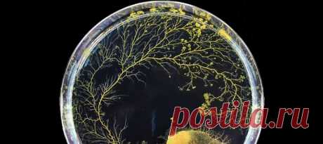 Слизевики Physarum Polycephalum пока не раскрыли свою истинную сущность: относятся ли они к грибкам или же животным. Однако, несмотря на отсутствие мозга, они способны учиться – а значит с ними можно проводить разные любопытные эксперименты, анализирующие поведение этих простейших.