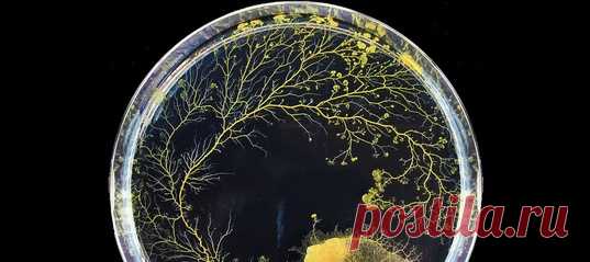 Слизевики Physarum Polycephalum пока не раскрыли свою истинную сущность: относятся ли они к грибкам или же животным. Однако, несмотря на отсутствие мозга, они способны учиться – а значит с ними можно проводить разные любопытные эксперименты, анализирующие поведение этих простейших.