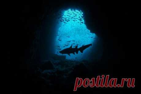 Конкурс подводной фотографии Ocean Art 2020