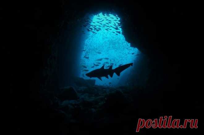 Конкурс подводной фотографии Ocean Art 2020