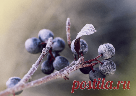 Календарь сезонных работ в саду: декабрь - Planetalsad