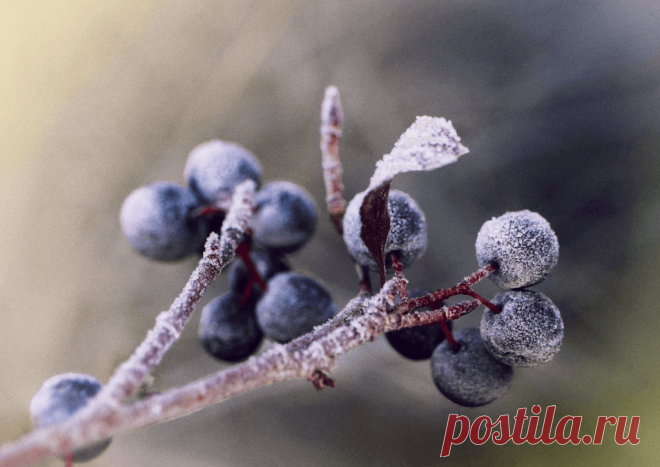 Календарь сезонных работ в саду: декабрь - Planetalsad