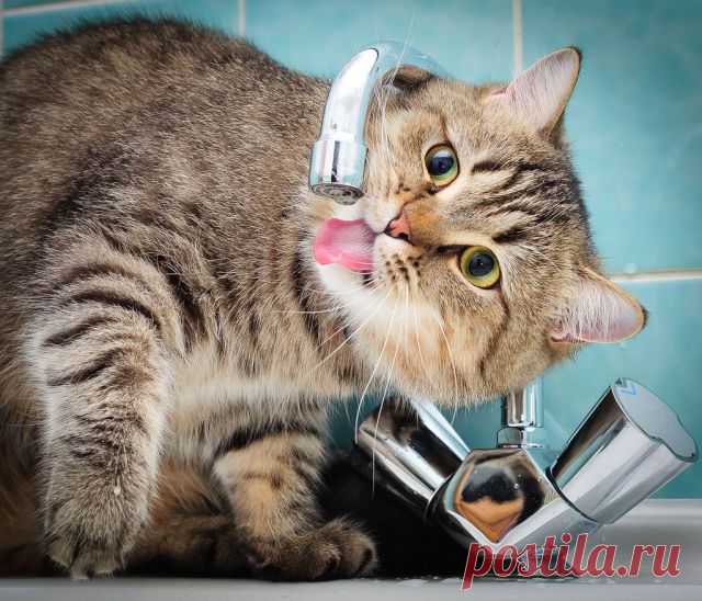 Today is Caturday — Thirsty