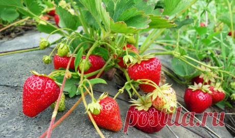 Земляника: после сбора урожая