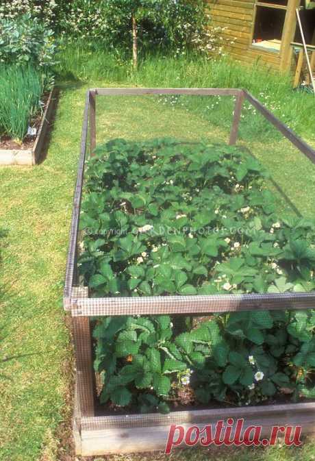 Защита садовых растений от животных | растений и цветов стоковой фотографии: GardenPhotos.com