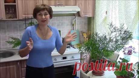 Мои цветы и супер подкормка для всех комнатных растений.