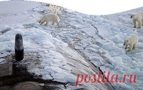 Save The Arctic
