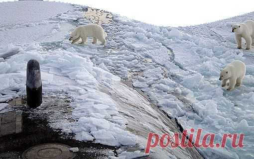 Save The Arctic