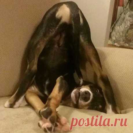 13 смешных фото собак, разрушающих все стереотипы | ГавПост