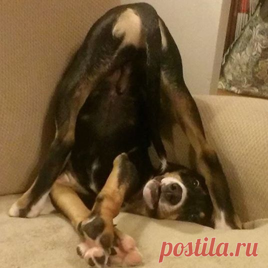 13 смешных фото собак, разрушающих все стереотипы | ГавПост