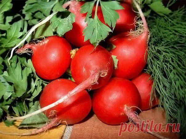 Каждому огороднику очень хочется получить ранние овощи