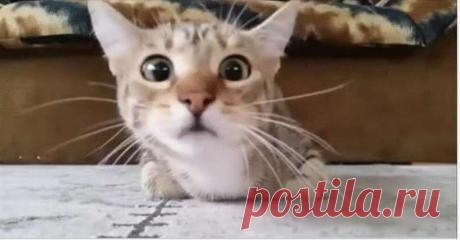 Кот, который смотрит фильм ужасов, стал звездой интернета. Многие владельцы котов и собак хвастаются, что их питомцы все понимают. Этот факт можно признать, если животное живет долго с человеком: оно привыкает к словам хозяина, приучается ко многим правилам.