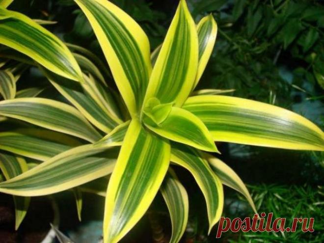 Драцена деремская и душистая: технология ухода и размножения в домашних условиях