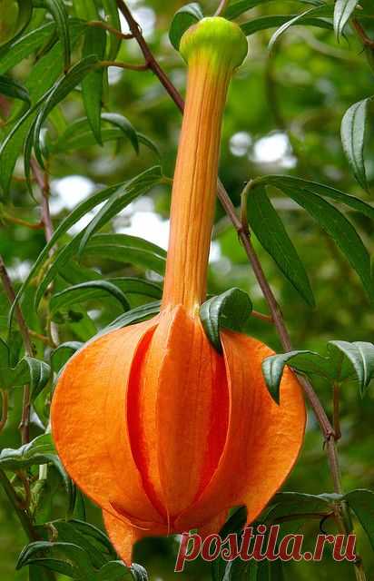Passiflora parritae - считается почти вымерших в дикой природе; редко встречается в выращивании. Страсть Цветы всегда так драматично !: редкий цветок, цветы растения, цветы Сад, Цветок Страсти, Необычный цветок