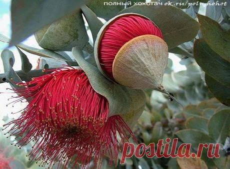 Удивительный цветок эвкалипта...