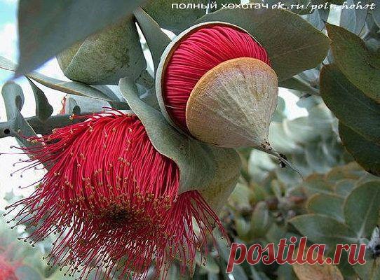 Удивительный цветок эвкалипта...