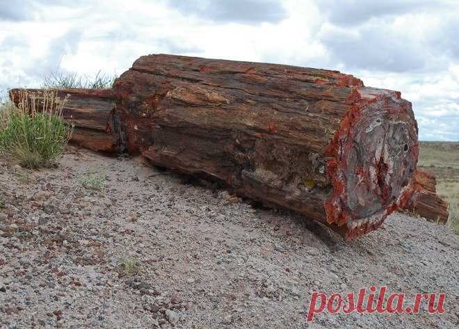 Окаменевший лес Аризоны - Путешествуем вместе