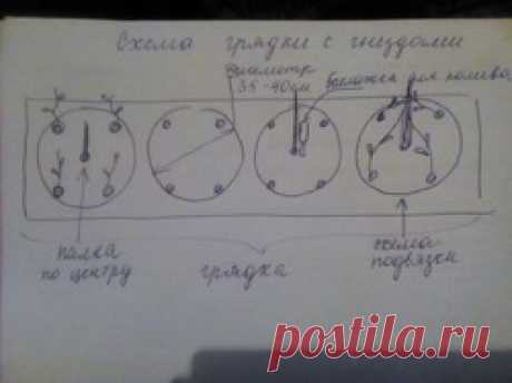 Томаты.: Дневник пользователя aleewa nsk69