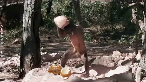 Труд создал человека из обезьяны - анимационные картинки и gif открытки