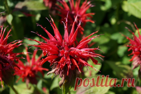 5 лучших многолетников "для ленивых" с красивым цветением | Секреты сада. Дача, цветы | Яндекс Дзен