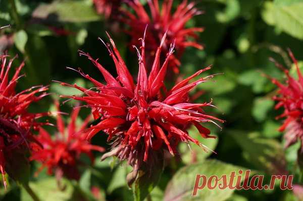 5 лучших многолетников 