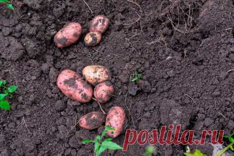 Плохая совместимость: какие овощи, деревья и кустарники нельзя сажать рядом