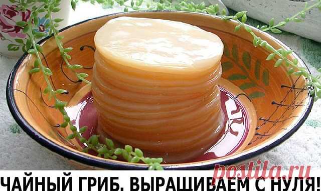 ЧАЙНЫЙ ГРИБ. ВЫРАЩИВАЕМ С НУЛЯ! В наши дни мода на чайный гриб вновь возвращается. Но вот удивительно: его даже продают на многочисленных форумах за валюту, пересылают через океан и сокрушаются, если вдруг гриб погибнет. А знаете ли…