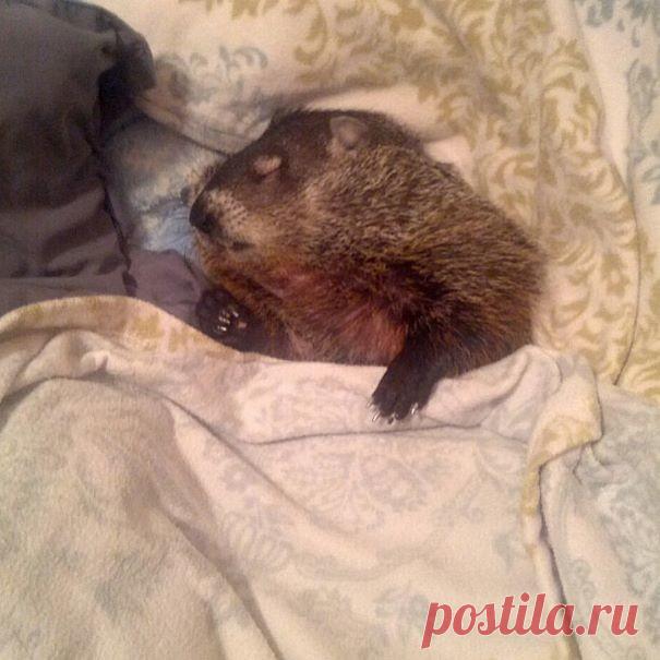 Слепой сурок и во сне не отпускает из объятий свою спасительницу 
Познакомьтесь с Коко, сурком, найденным на заднем дворе дома, хозяева которого были уверены, что животное мертво. Но затем, с изумлением заметив, что сурок пытается двигаться, они вызвали специалиста…