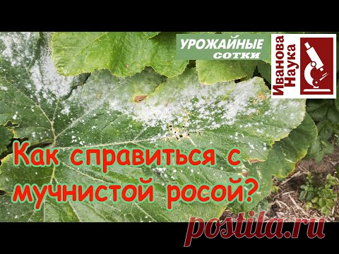 Простые правила борьбы с мучнистой росой. Выполните их и забудете о ней навсегда!