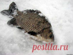 Ловля карася в январе